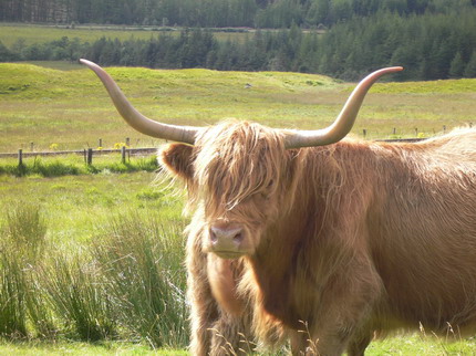 Longhorn / Kettle-Cow